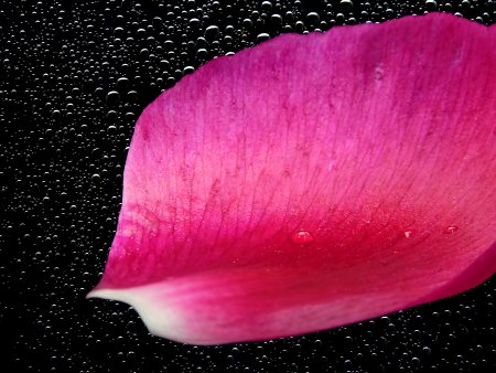 Лепестки цветов цветные