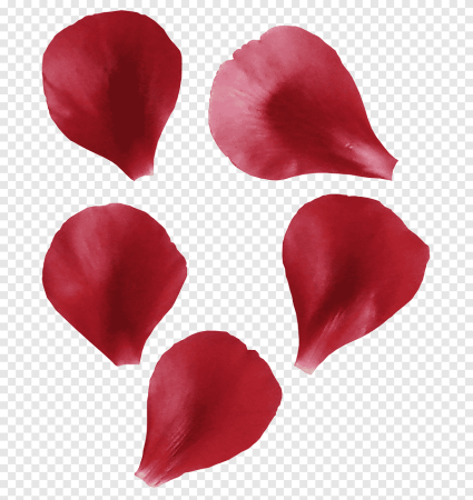 Лепестки роз на белом фоне