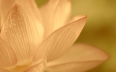 Лепестки на бежевом фоне