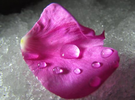 Лепестки розы с капелькой