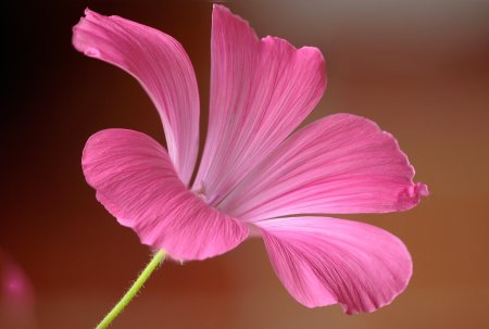 Цветок с широкими лепес