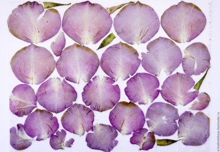 Текстура цветка лепестка