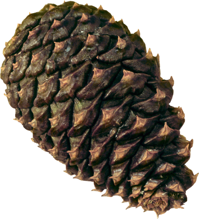 Еловая Кедровая Сосновая шишка