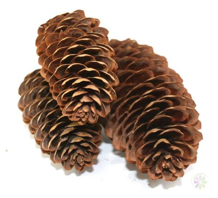 Шишки еловые и сосновые