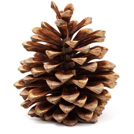 Шишка на белом фоне