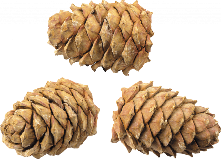 Шишка картинка