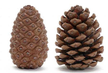 Нераскрытые шишки сосны