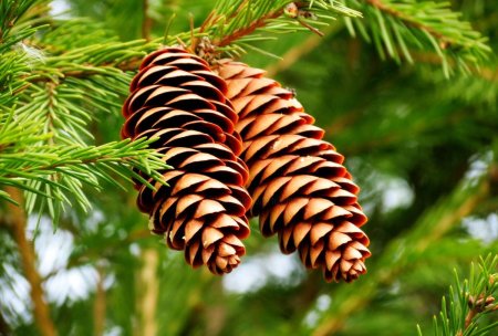 Шишки еловые и сосновые