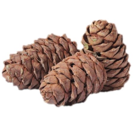 Шишка Пихтовая Кедровая