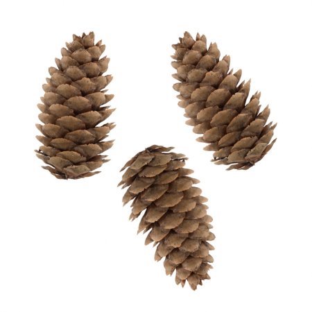 National Tree Company ель Колорадо голубая компактная с шишками 1.83