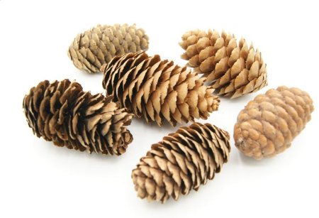 Еловая шишка для детей