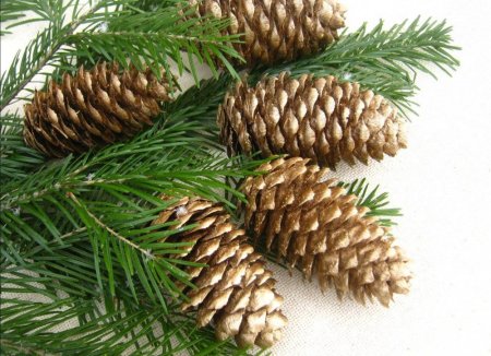 Еловая шишка