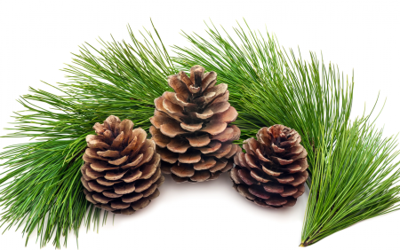 Шишки еловые сосновые кедровые