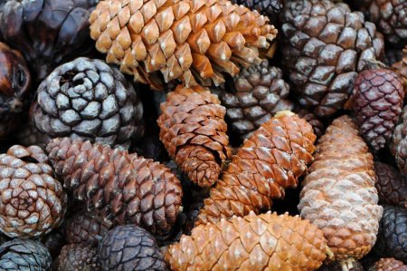 Сосна Пиния шишки