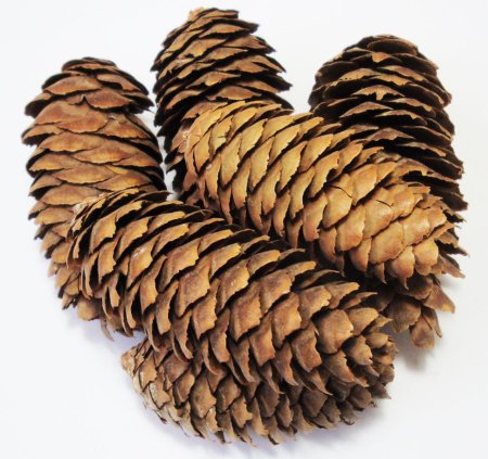 Еловые шишки