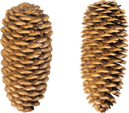 Шишка на белом фоне