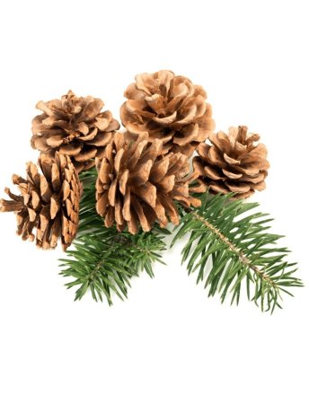 Шишки сосны