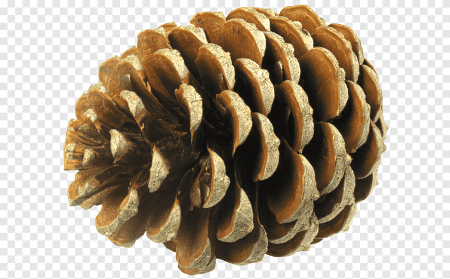 Шишки сосновые