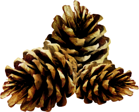 Шишки на белом фоне