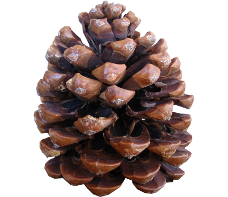 Кедровая шишка