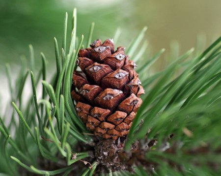 Сосна Пиния шишки
