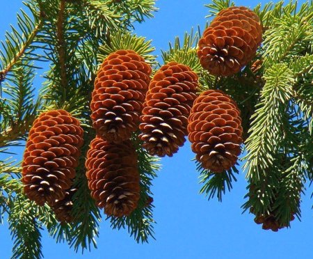Сосновая шишка и Еловая шишка