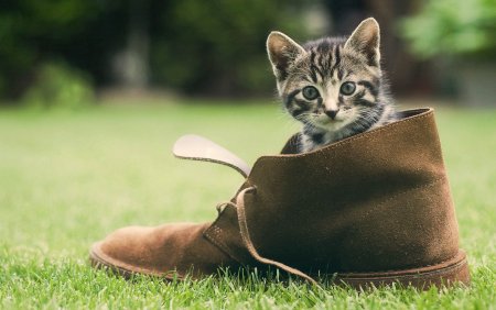 Кот в ботинках