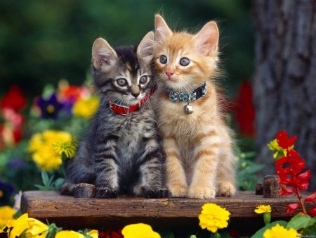 Красивые котятки