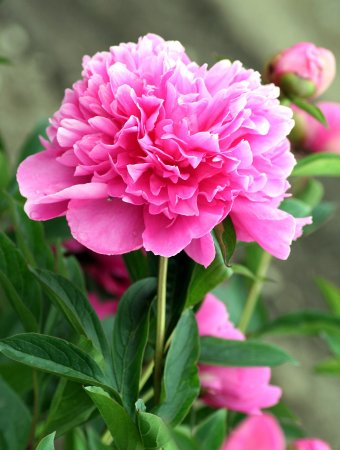Paeonia (пион) amabilis