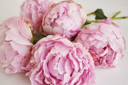 Пионовидная роза Peony Pink