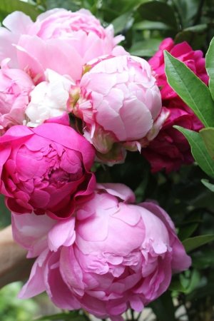 Пиони Пинк (Peony Pink)