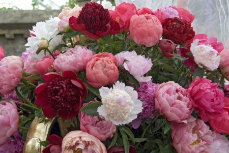 Пион Paeonia