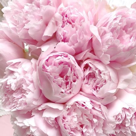 Пиони Пинк (Peony Pink)