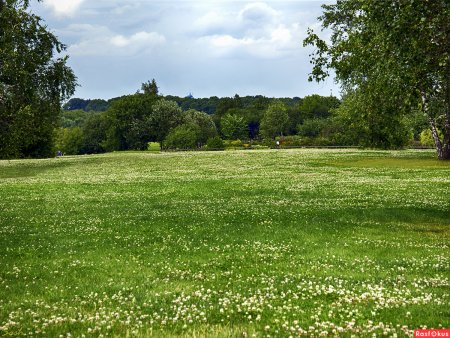 Лужайка в лесу