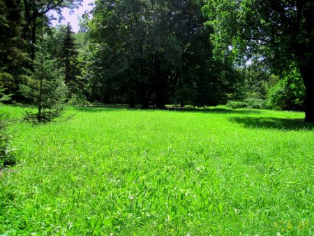 Поляна в лесу