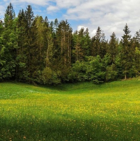 Опушка леса