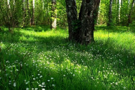 Лужайка в лесу