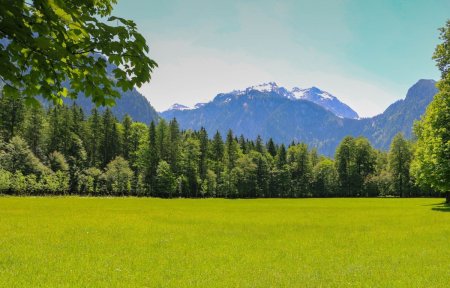 Поляна в лесу