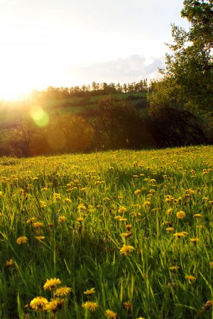 Поляна с цветами