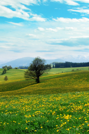 Природа летом