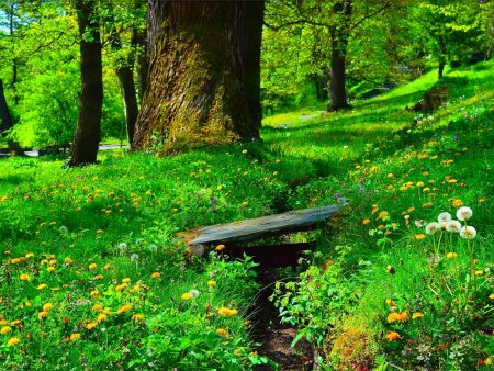 Полянка в лесу