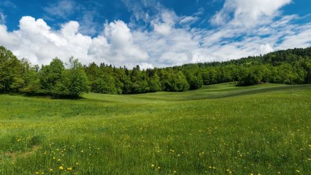 Поле с лесом