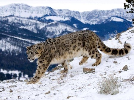 - Снежный Барс (Panthera uncia