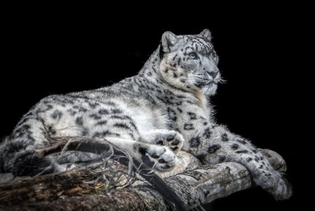 Irbis Snow Leopard