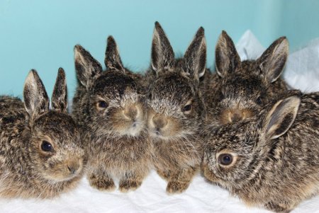 Заяц Русак семейство