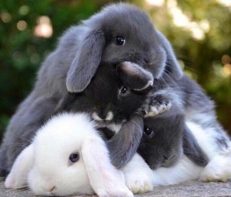Mini lop кролик