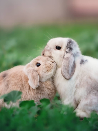 Красивые кролики