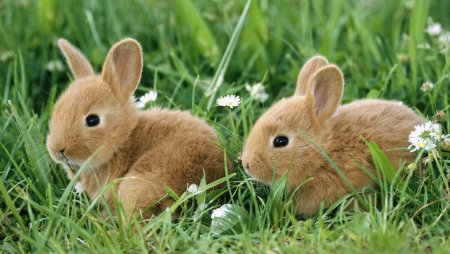 Маленький зайчик