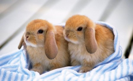 Милые зайчики