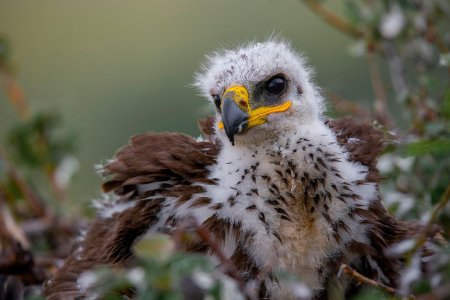 Птенцы степного орла